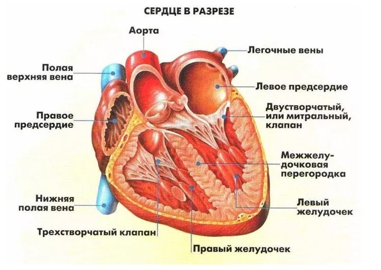 Причины появления сердечных болей